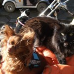 hund kat